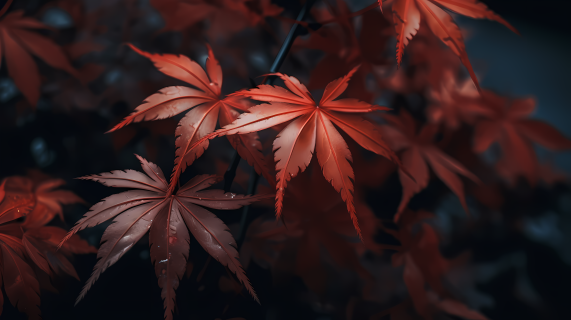 红色日本枫叶在黑暗中的摄影图