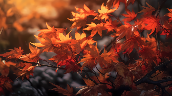秋叶在阳光下呈现日式风情的摄影图片