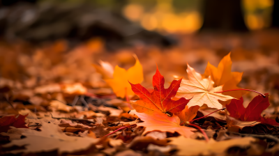 秋叶飘落光影之美摄影图