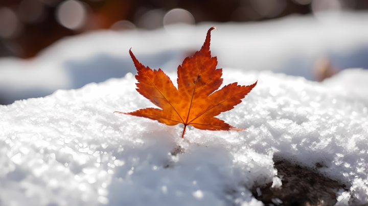 日本灵感下的秋雪纷飞摄影图版权图片下载