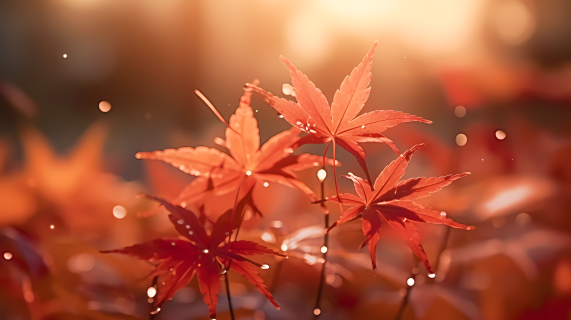 美丽秋天的枫叶在日出时摄影图