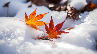 秋雪纷飞的枫叶摄影图片