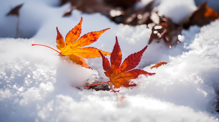 秋雪纷飞的枫叶摄影版权图片下载