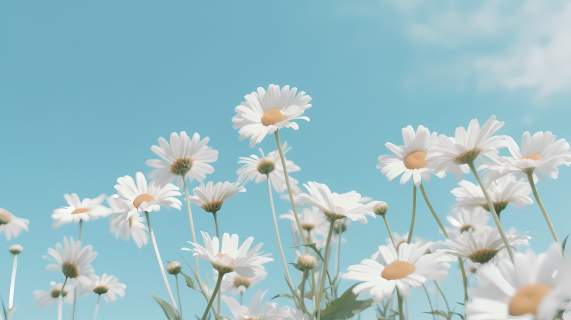 蓝天白云下的雏菊摄影图片