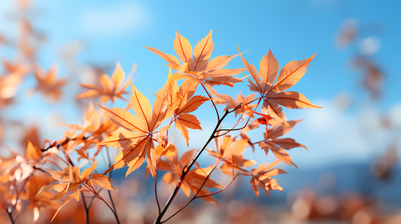 秋天的枫叶摄影图片