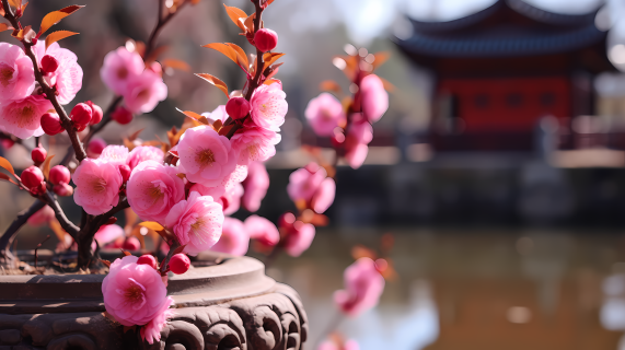 禅宗佛教风格影响下的粉色花海摄影图片