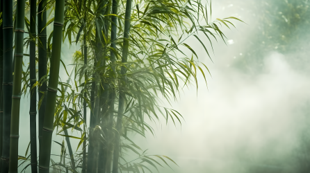 环保公益竹林与蒸汽摄影图片