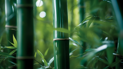 生机勃勃翠绿色竹林摄影图
