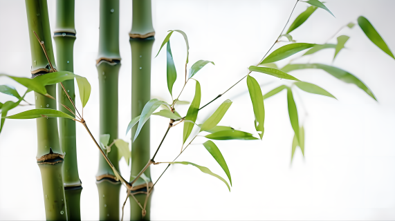 自然丰富多彩的竹林摄影图