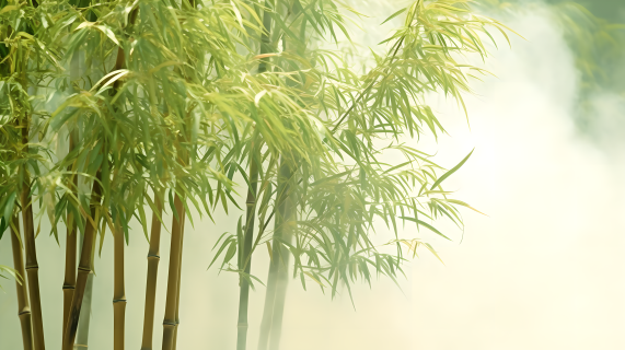 翠绿的竹林与水汽的摄影图片