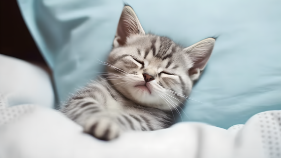 蓝色寝具上的小猫咪摄影图片