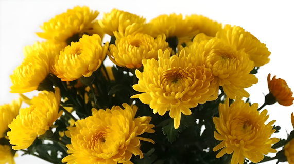 金色流苏的黄菊花摄影图