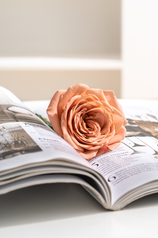 柔情花语卡布奇诺玫瑰实拍图