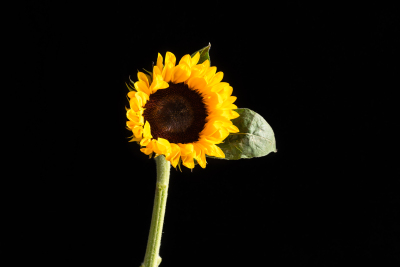向阳生长的单支向日葵实拍图