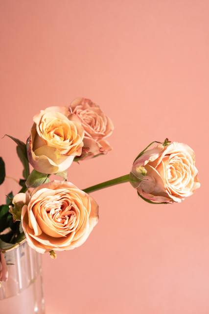 婀娜多姿卡布奇诺玫瑰实拍图