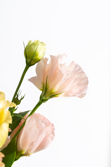 清新优雅的桔梗花实拍图