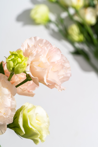 粉色纯洁高雅的桔梗花实拍图