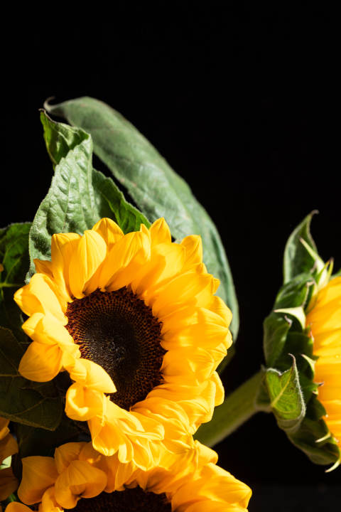生长旺盛的黄色向日葵实拍图版权图片下载