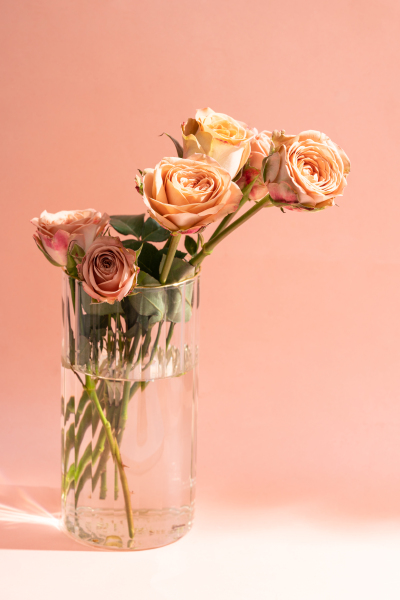 珍稀花朵卡布奇诺玫瑰实拍图