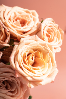 神秘浪漫卡布奇诺玫瑰实拍图