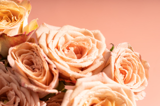 温情如水卡布奇诺玫瑰实拍图 