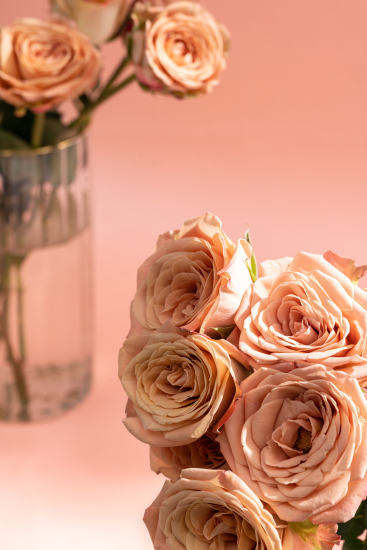 梦幻童话卡布奇诺玫瑰实拍图