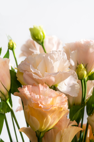 一簇鲜花桔梗实拍图