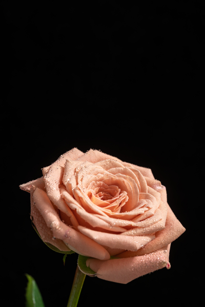 纯美绽放卡布奇诺玫瑰实拍图
