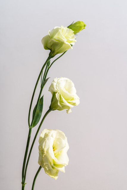 创意纤柔轻盈的桔梗摆放实拍图