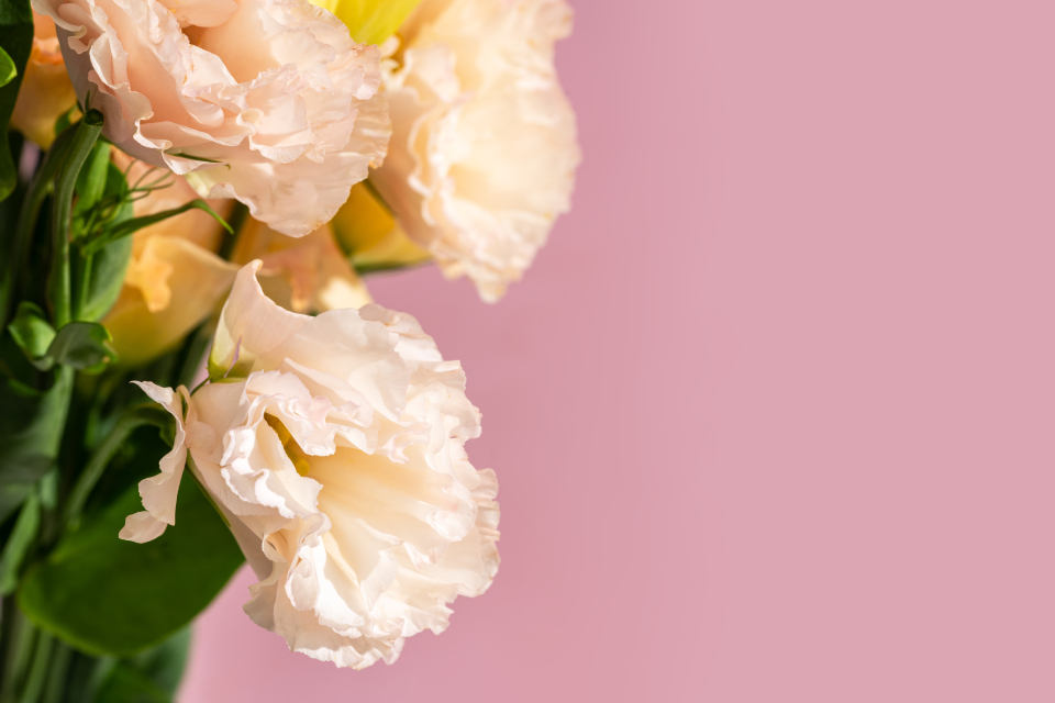 清新雅致的桔梗实拍图