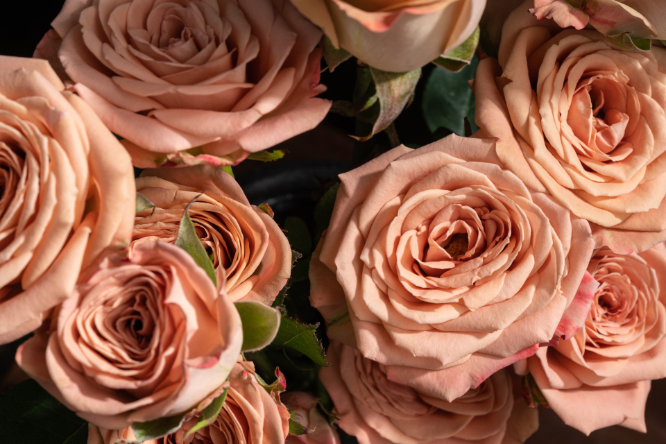 粉色浪漫卡布奇诺玫瑰实拍图