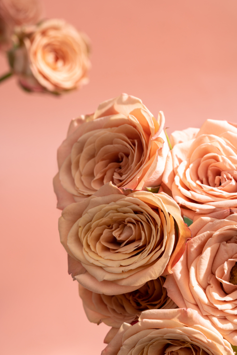  艳丽动人卡布奇诺玫瑰实拍图版权图片下载