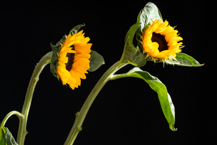 色彩鲜艳的黄色向日葵实拍图版权图片下载