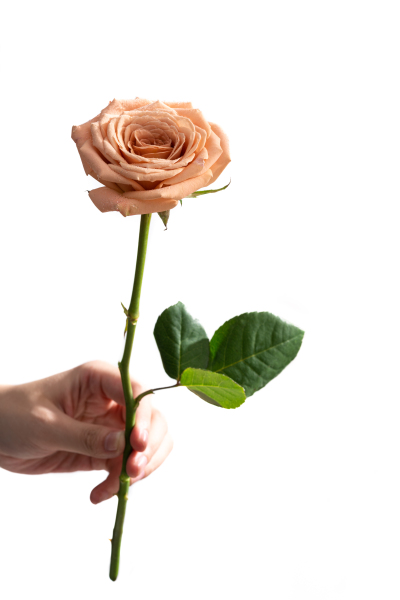 幸福花束卡布奇诺玫瑰实拍图