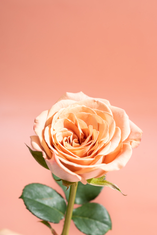 飘逸绽放卡布奇诺玫瑰实拍图 