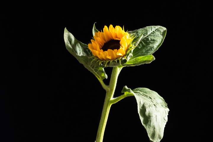 生长灿烂的黄色向日葵实拍图版权图片下载