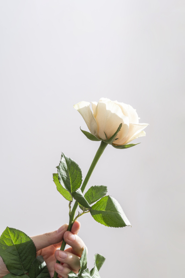 甜美芳香香槟玫瑰实拍图