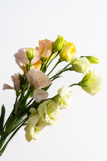 高贵优雅的桔梗花实拍图