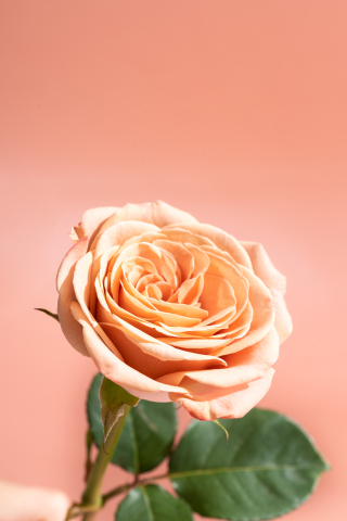  梦幻之境卡布奇诺玫瑰实拍图