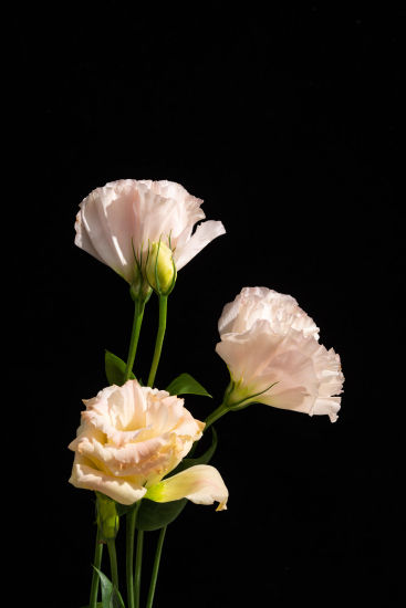 创意粉色桔梗摆拍实拍图