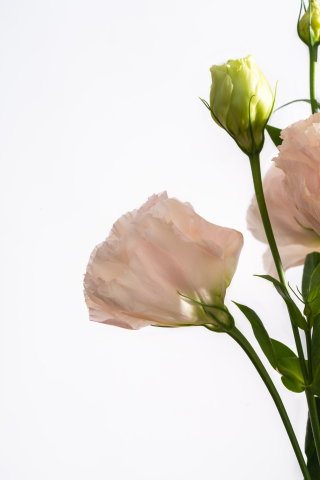 优美粉色桔梗实拍图