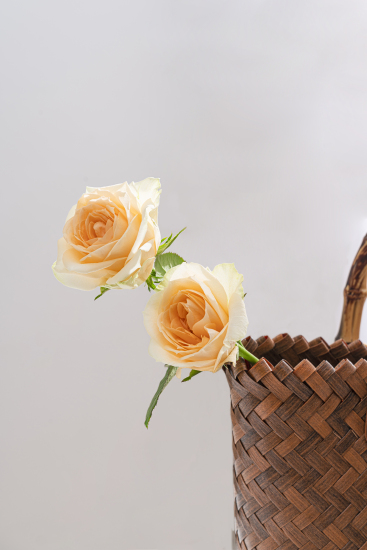 悠扬花语香槟玫瑰实拍图