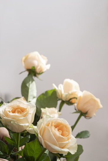 迷人花景香槟玫瑰实拍图