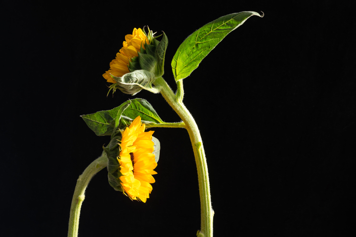 热情温暖的黄色向日葵实拍图版权图片下载