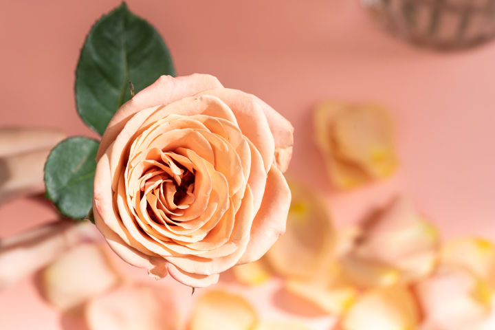 雅致之美卡布奇诺玫瑰实拍图版权图片下载