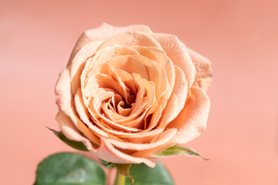 绚丽多彩卡布奇诺玫瑰实拍图