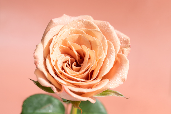 绚丽多彩卡布奇诺玫瑰实拍图版权图片下载