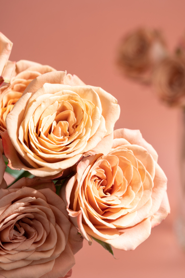 柔和浪漫卡布奇诺玫瑰实拍图