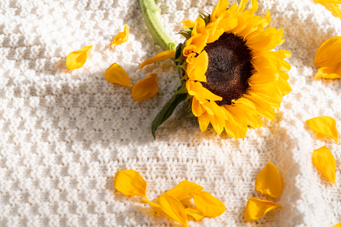 金色使者向日葵花园实拍图 