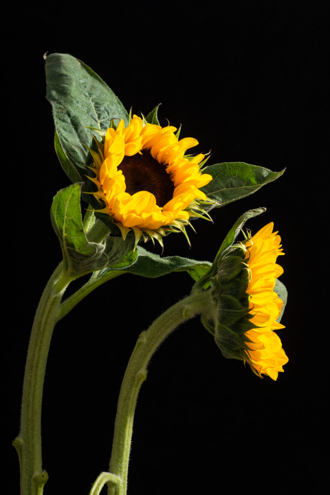 直立挺拔的黄色向日葵实拍图版权图片下载